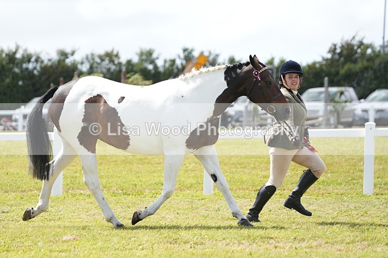 DSC07163 - Class 61: Coloured Horse 4yrs & Over