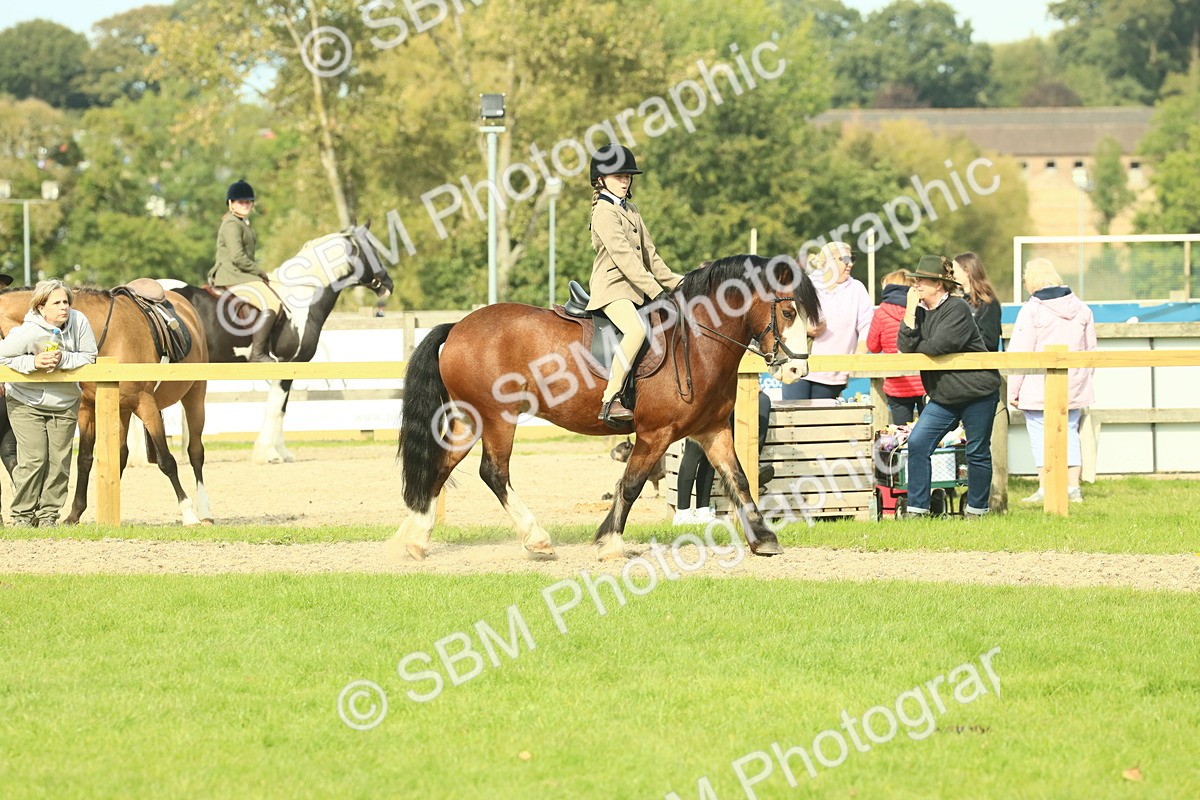 SBM_69040 - S58 - Mini Show Cob Ridden