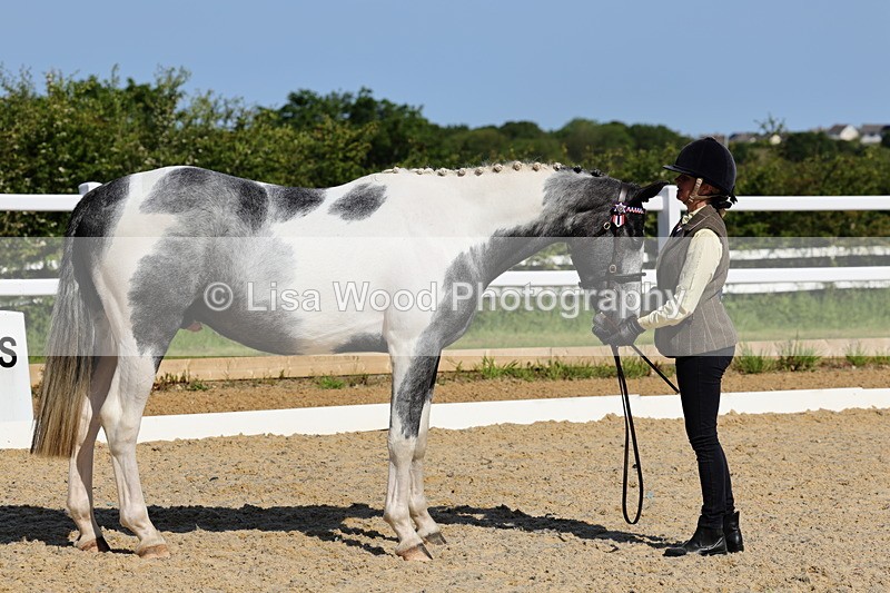1X9A0804 - Class 4: Youngstock 1, 2, 3 year old to exceed 153cm