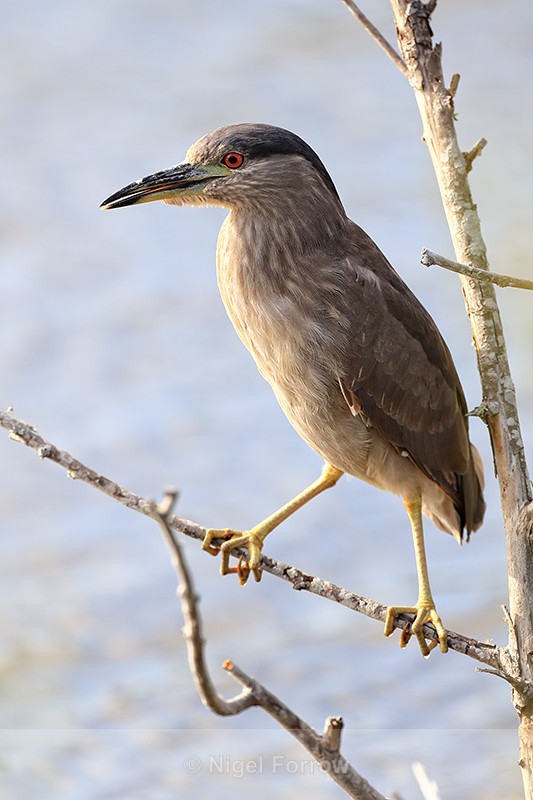 Immature Black-crowned Night-Heron, Venice Rookery, Florida - Black-crowned Night-Heron