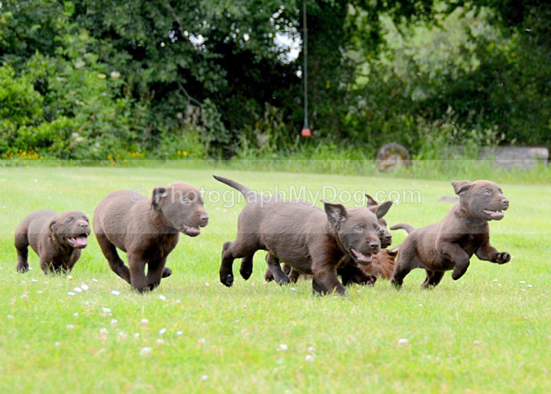  - Chocolate Labradors