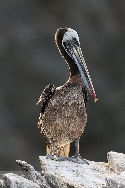 Peruvian Pelican standing on rock, Chanaral Island, Chile - Peruvian Pelican