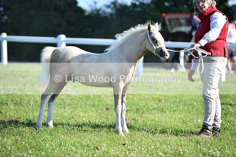 DSC_5369 - Classes 47 & 48: NPS M&M Brood Mare and Foal