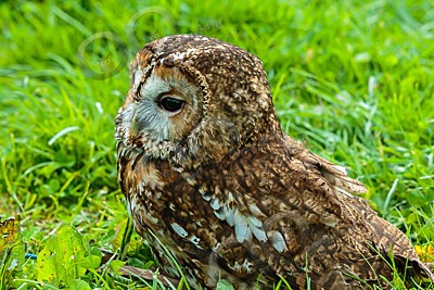 tawny owl Strix aluco-7315 - Our Birds