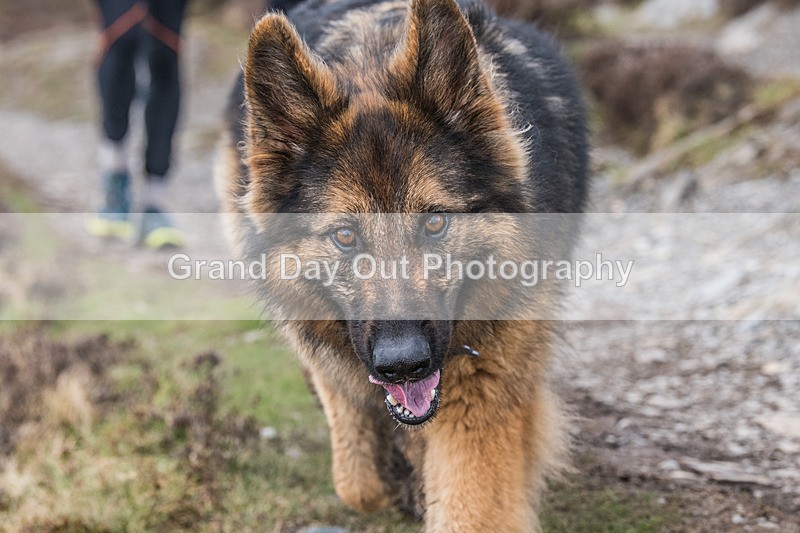 Up Hill Trial-16 - British Athletics Up Hill Only Trial Dodd Wood Keswick Friday 19th April 2024