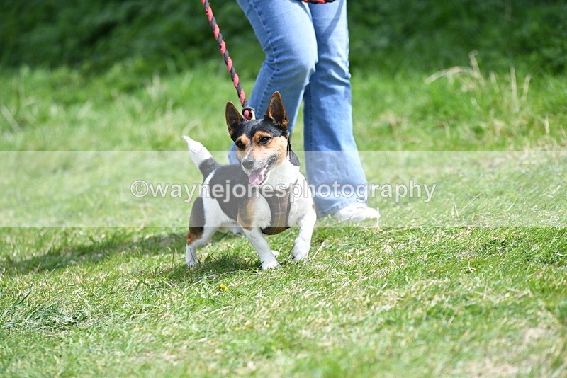 WJ5_0385 - Class 7 Best Terrier