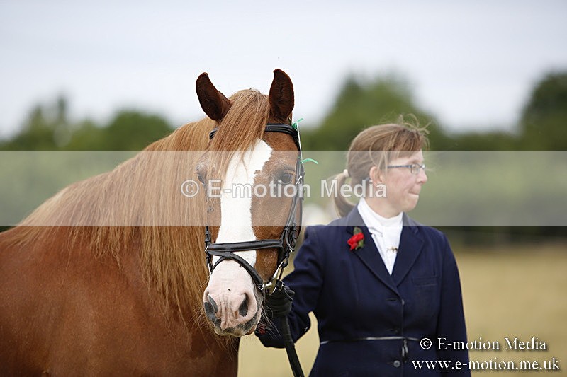 _C7A9449 - BVRC Sow 2018 Ring 2