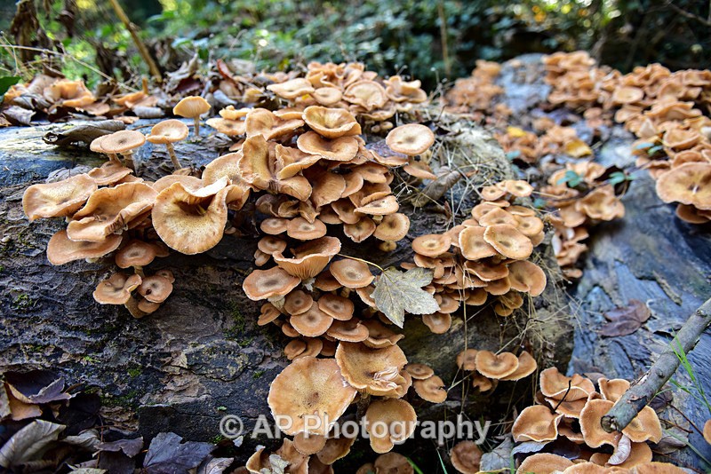 Fungus_ACP_8578 - Fungi