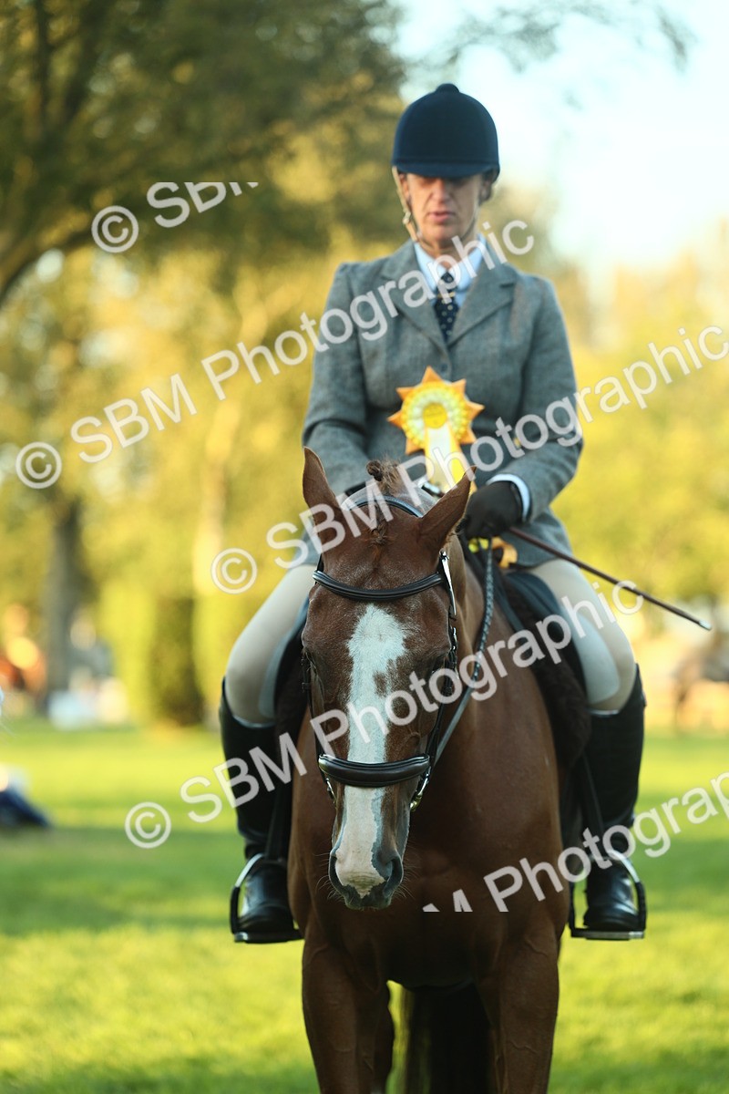 SBM_56557 - S14 - Riding Club Horse