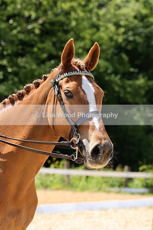 1X9A1907 - Class 12: Ridden Riding Horse/Hack