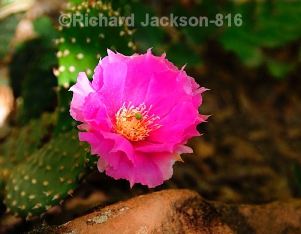 Prickly-Pear Cactus - Flowers