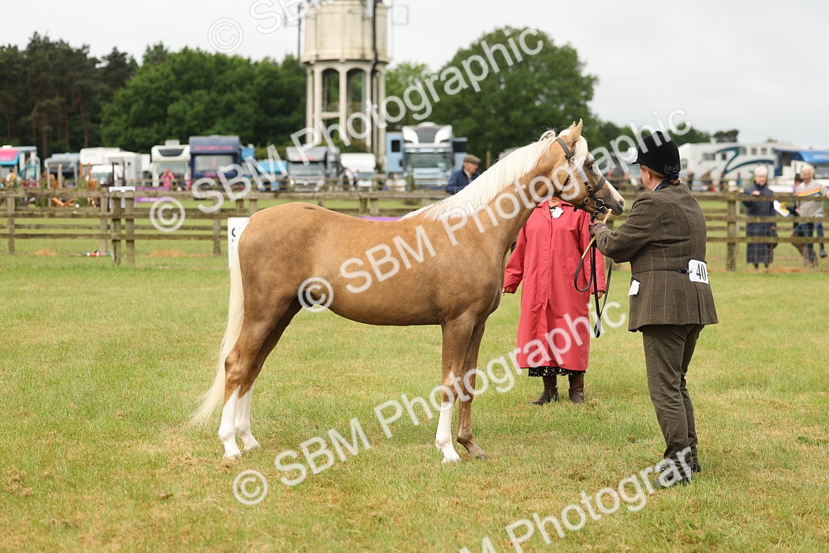 SBM_02151 - Class 50-57 - M&M Welsh Pony In Hand