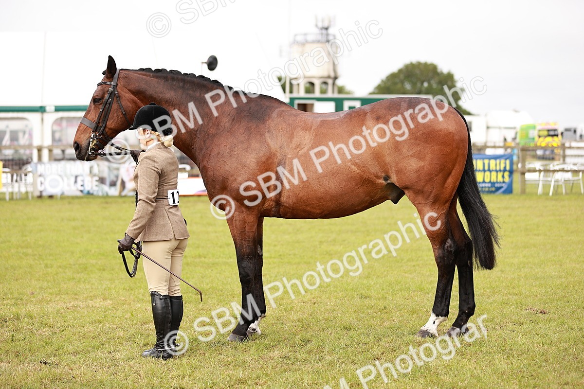 SBM_10884 - Class 81-84 - RIHS Ridden hunters Inc Ladies Hunter