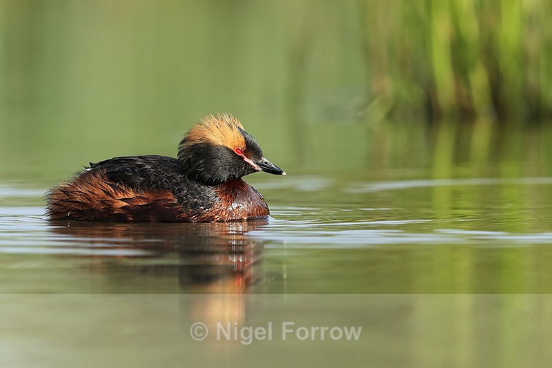 Slavonian Grebe, Lake Myvatn, Iceland - Slavonian Grebe