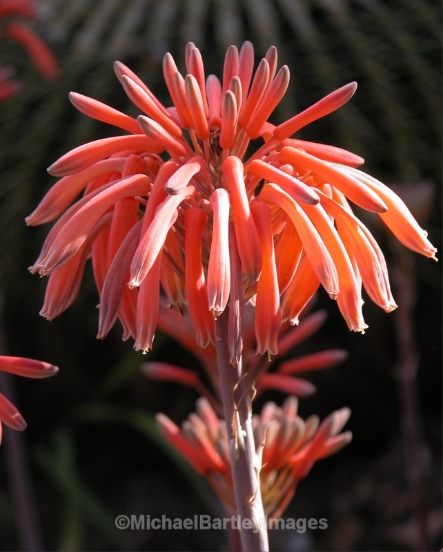 Cactus flower