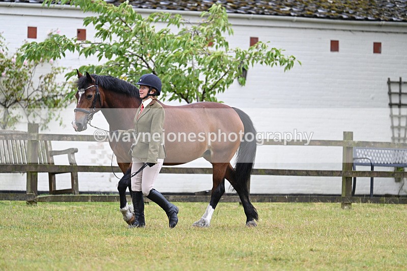 WJ7_6019 - Class 4a Prettiest Mare over 14hh