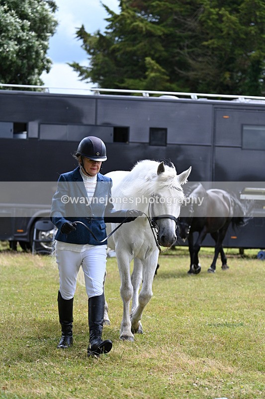 WJ7_6808 - Class 5a Most Handsome Gelding in Hand