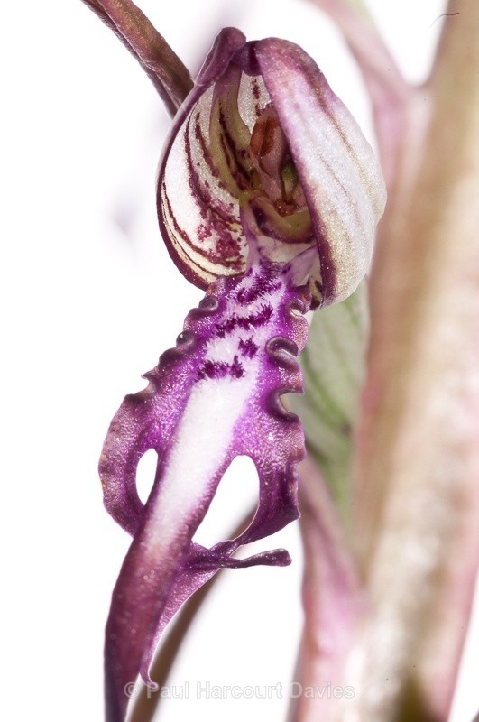  - WB: Orchids - Various