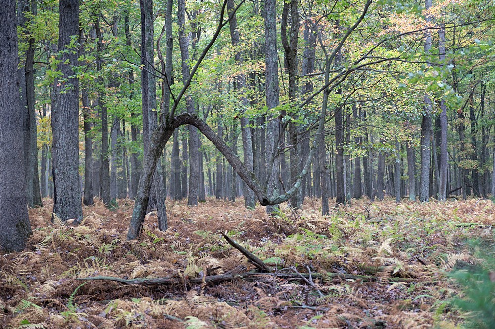 DSC_6490 - Trees