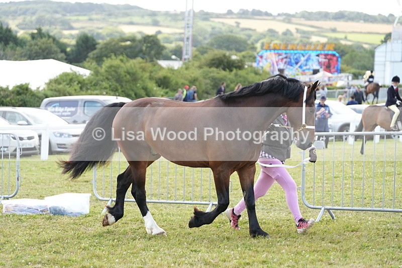 DSC05750 - Class 51: NPS M&M 4 years and over Large Breeds