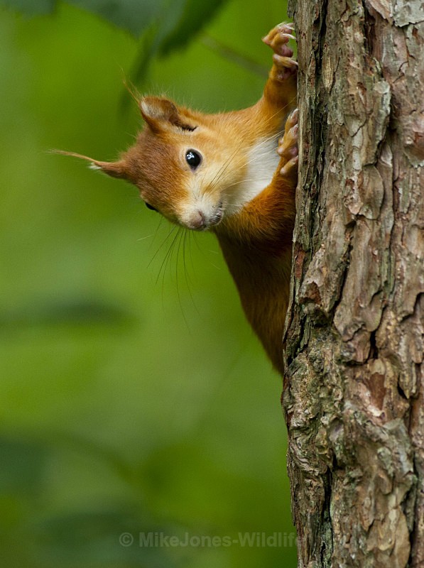 RED SQUIRREL, ANGLESEY, NORTH WALES - FAVOURITES WILDLIFE GALLERY. Selected images from the wildlife collections.