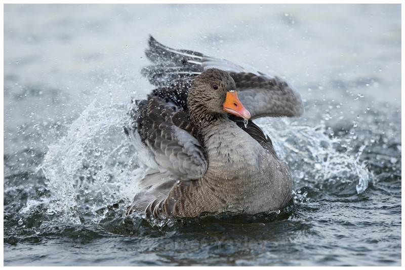 Greylag Bathing - River Scrape & Lake