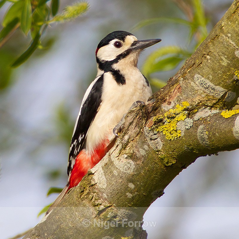 Great Spotted Woodpecker (male) at Otmoor RSPB - Great Spotted Woodpecker