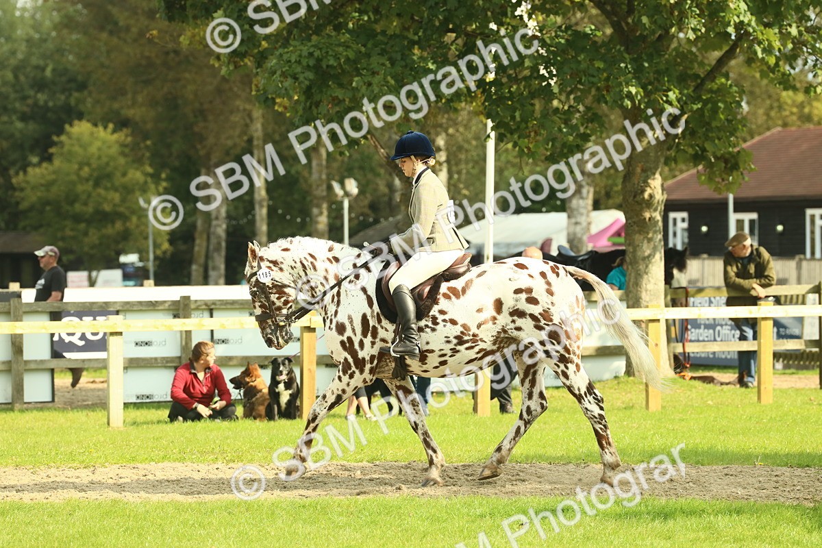 SBM_62481 - S62 - Foreign Breeds Ridden