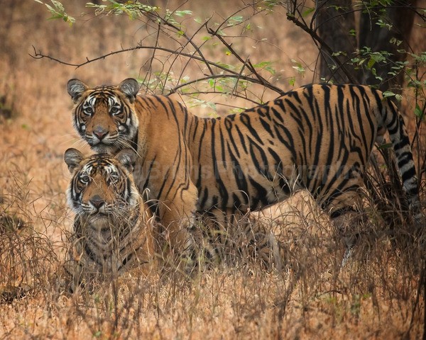 tigers-35 - Wildlife of India