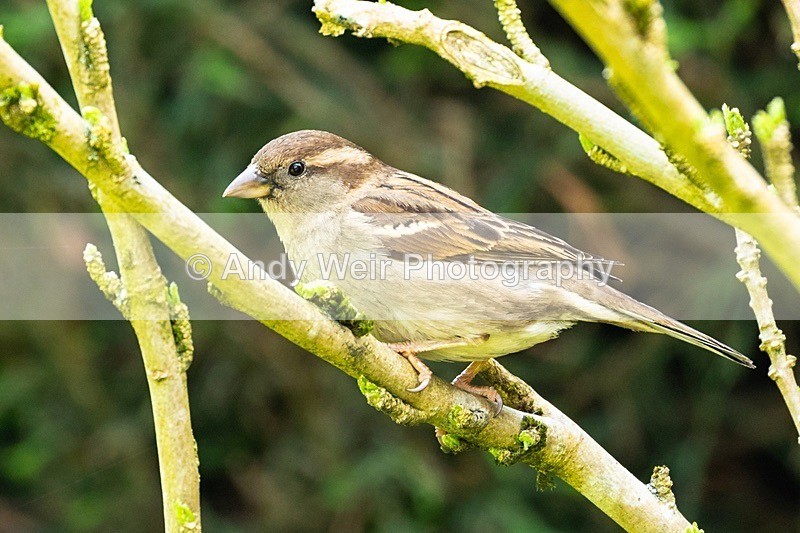 8E0A5884 - House Sparrow