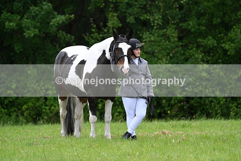 WJ7_4160 - Class 14A Handsome Gelding