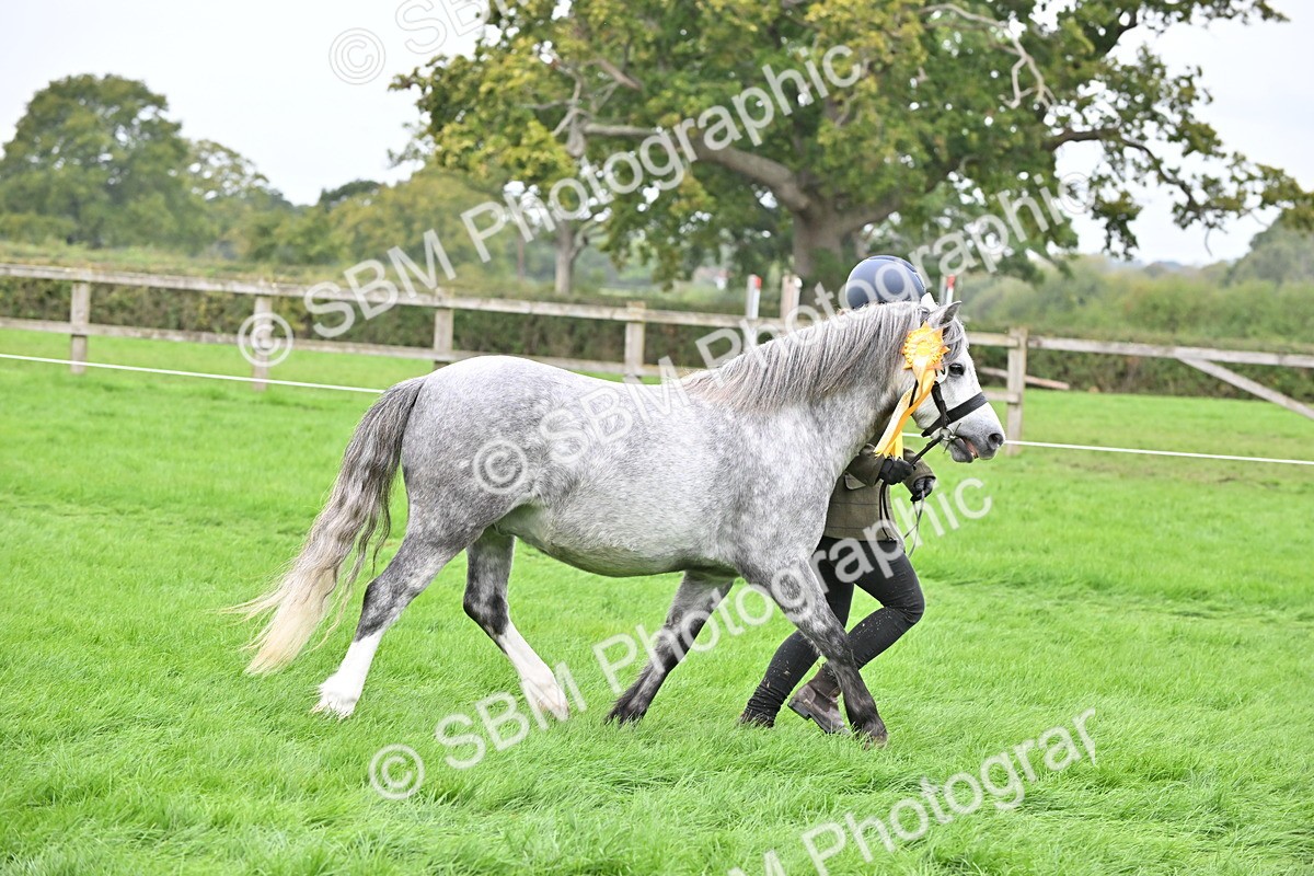 SBM_61107 - S48 - Mountain & Moorland In Hand Small Breeds