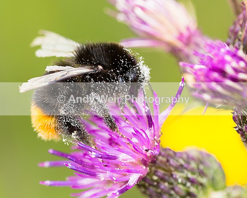 20150705-3K8A8988 - Insects