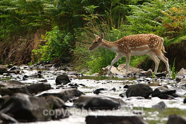  - Bradgate Park