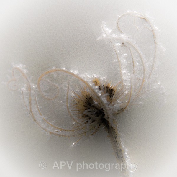 Single Frosty Teasel - Petals and Leaves