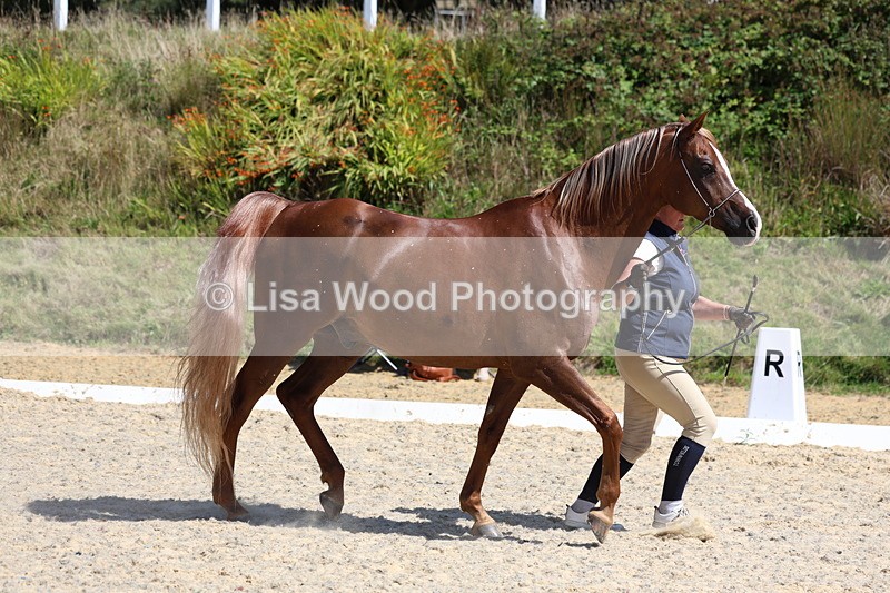 3E7A9787 - Class 33: Arab In Hand