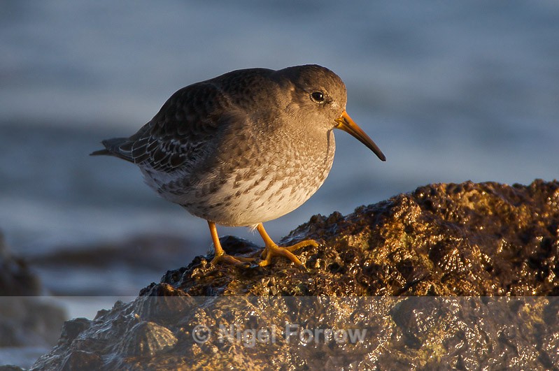 Purple Sandpiper on the rocks - Purple Sandpiper