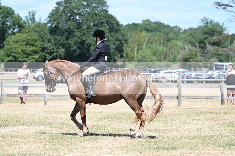 WJ7_3008 - Class 7 Riding Club Show Horse