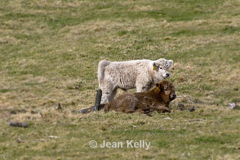 Highland cattle - 7782 - Cattle