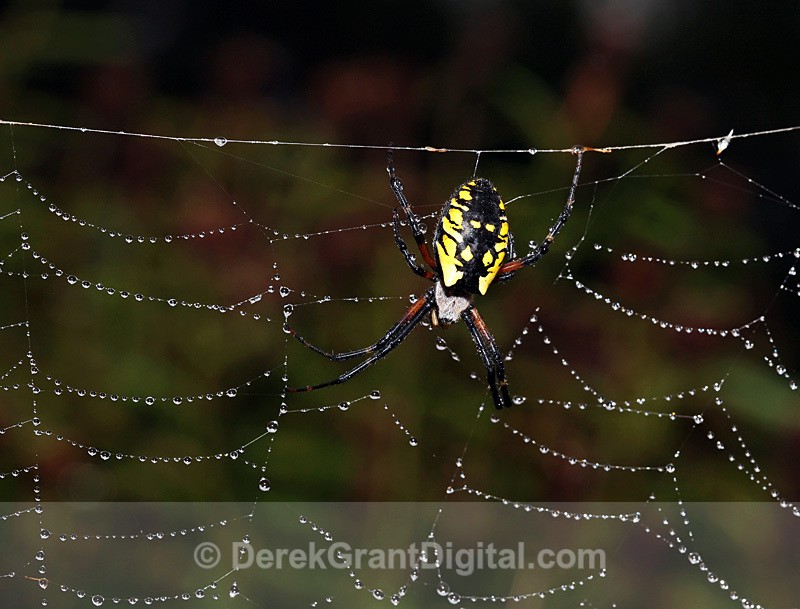 Argiope aurantia (f) - Spiders of Atlantic Canada