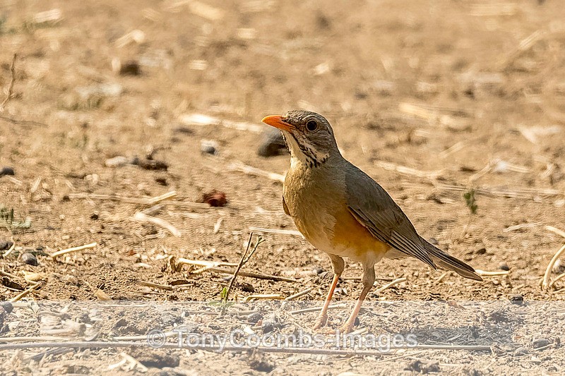 Kurrichane - Mana Pools ~ The Birds