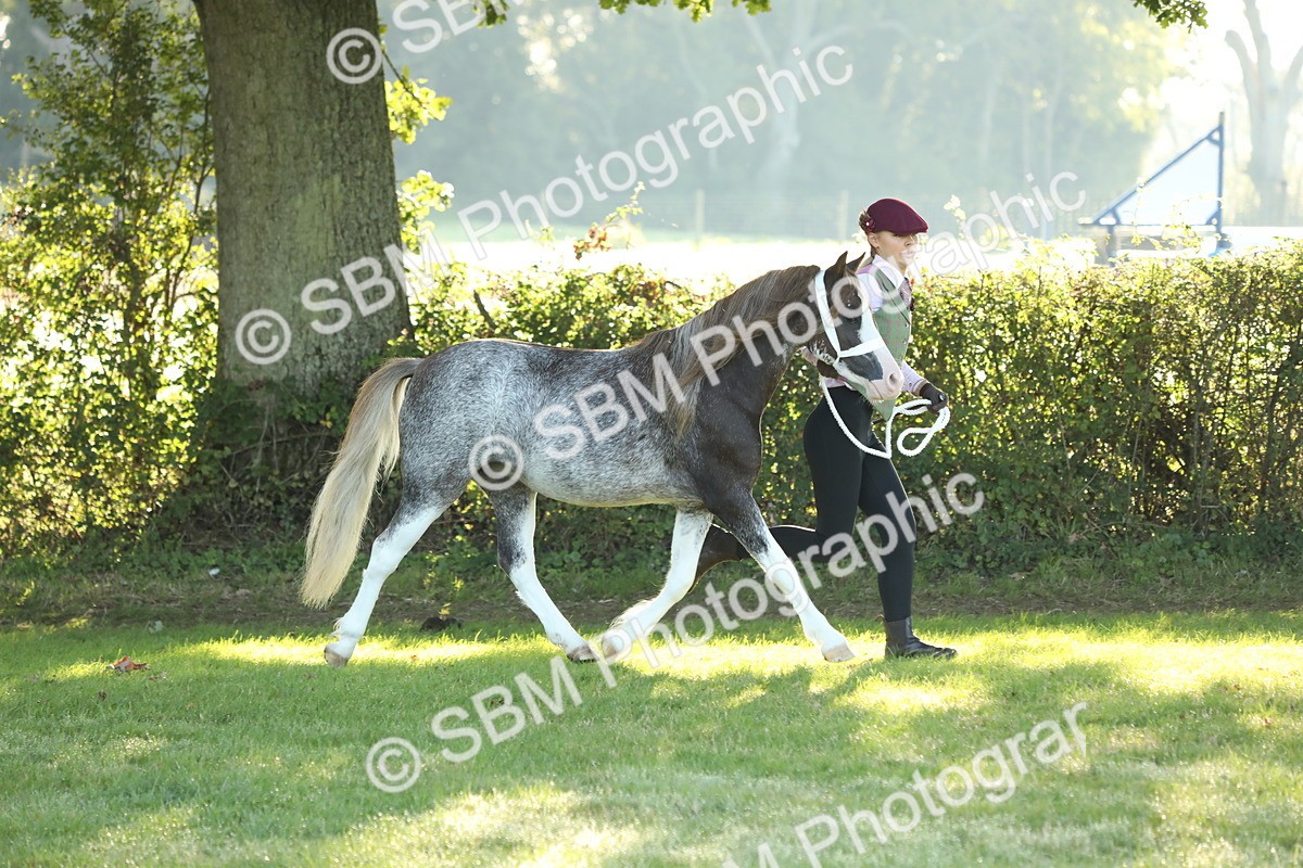 SBM_57941 - S42 - Youngstock