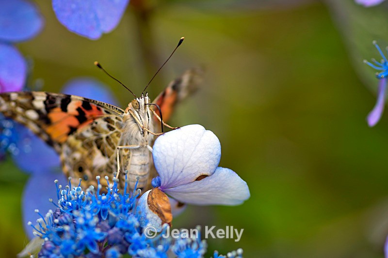 Painted Lady Butterfly - DSC_4625_00014 - Insects