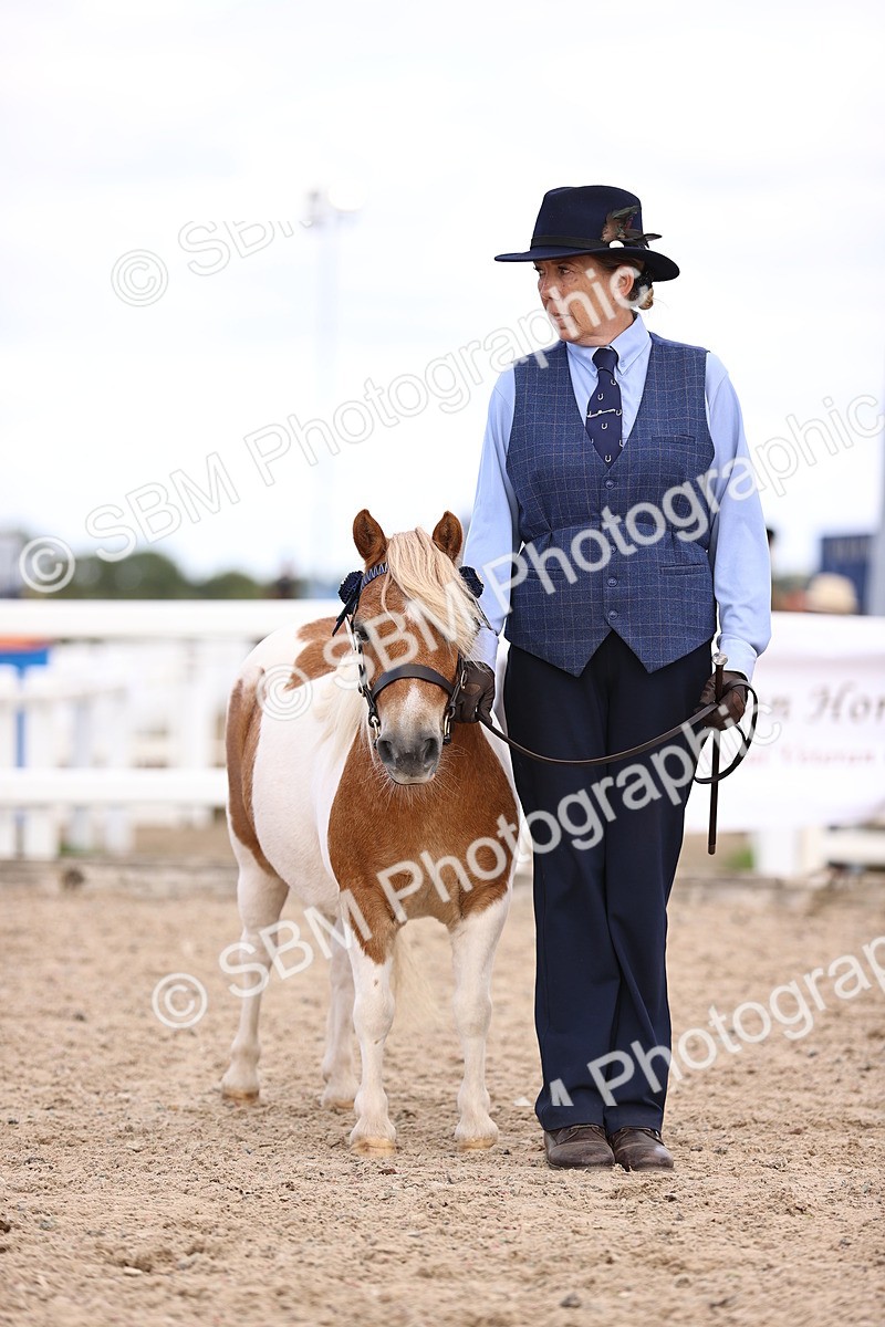 SBM_14203 - Class 415 - Horse-Pony judge would most like to take home (IH or Ridden)