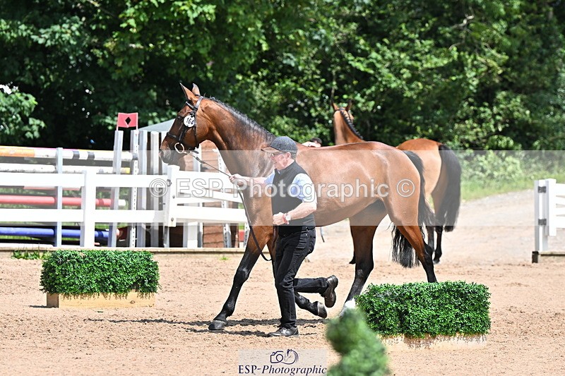 240718A-105300-01440 - Trot Up 12pm to 1pm