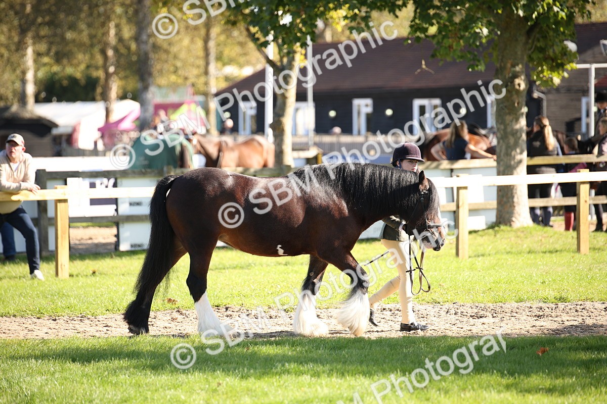 SBM_36539 - S10 - Best In Hand Horse & Pony
