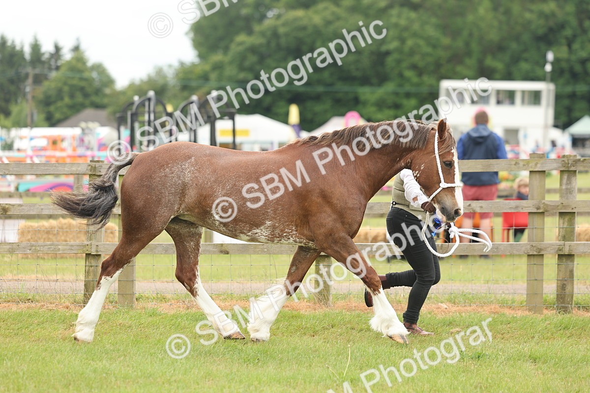 SBM_02439 - Class 50-57 - M&M Welsh Pony In Hand