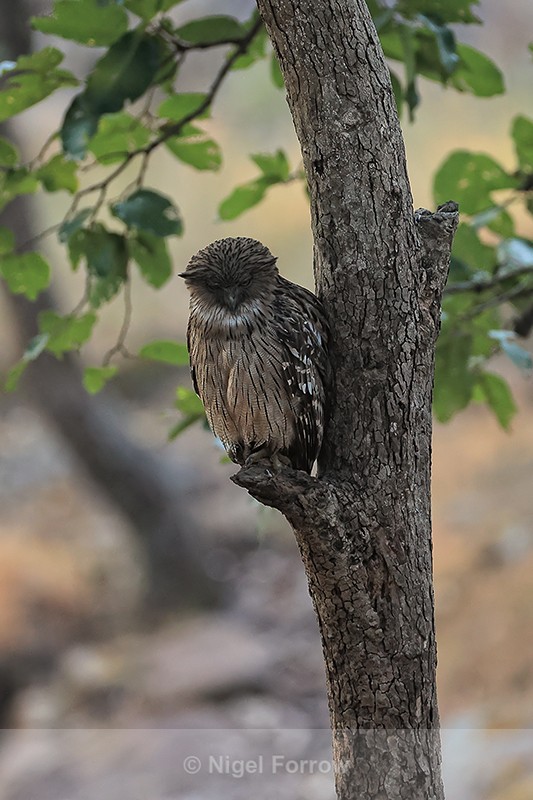 Brown Fish-Owl, Bandhavgarh National Park, Madhya Pradesh, India - Brown Fish-Owl