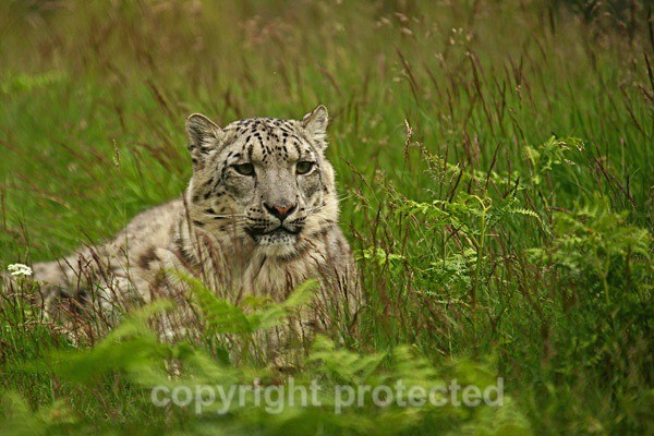  - Snow Leopards