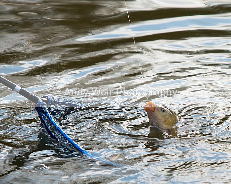 20141109-3K8A7067 - Fish